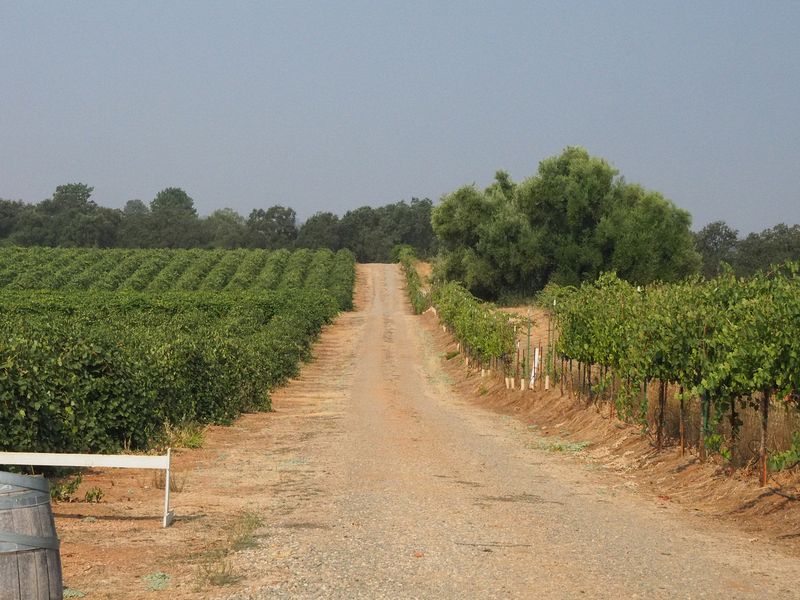 A road through the vineyard